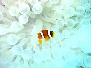 eru_img002