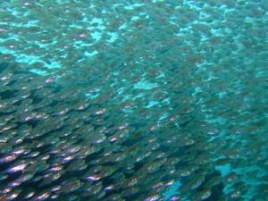 eru_img004